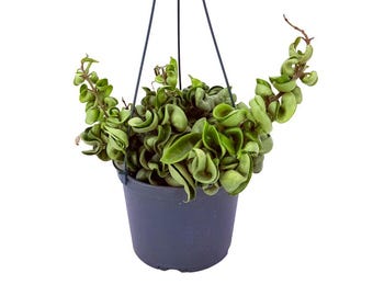 May include: A Hoya carnosa compacta plant with thick, curled, dark green leaves growing in a dark gray plastic pot. The plant is suspended by three thin black strings attached to the rim of the pot, creating a hanging display of foliage.