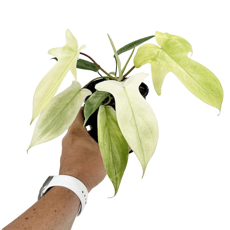 K&ouml;nnte beinhalten: Eine Philodendron Florida Ghost Pflanze in einem schwarzen Kunststoff-Anzuchttopf. Die Pflanze hat markant gelappte, pfeilf&ouml;rmige Bl&auml;tter mit einem panaschierten Muster aus Cremewei&szlig;, Blassgelb und Hellgr&uuml;n an d&uuml;nnen Stielen.