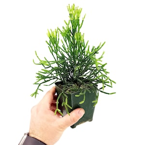 May include: A green plant with thin, branch-like stems and small, light green tips, potted in a dark green square container. The plant is held in a person's hand against a white background. The plant is a succulent.