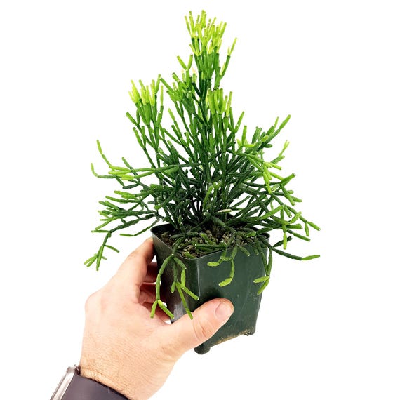 Dancing Bones Cactus | Rhipsalis Salicornioides | Rare Epiphytic Jungle  Cactus - Etsy