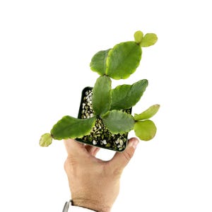 Rhipsalis pachyptera - Rare Jungle cactus - Live Plant - Ships from California