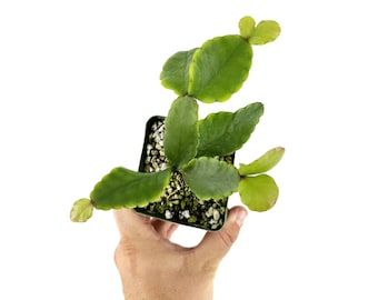 Rhipsalis pachyptera, planta de cactus: cactus de la selva con tallo ancho y aplanado.