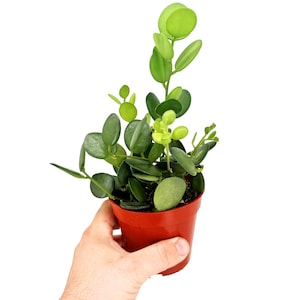 May include: A small potted plant with vibrant green, rounded leaves and stems. The plant is in a red plastic pot, held by a hand. The leaves vary in size and shape, with some being more oval and others round. The plant is set against a white background.