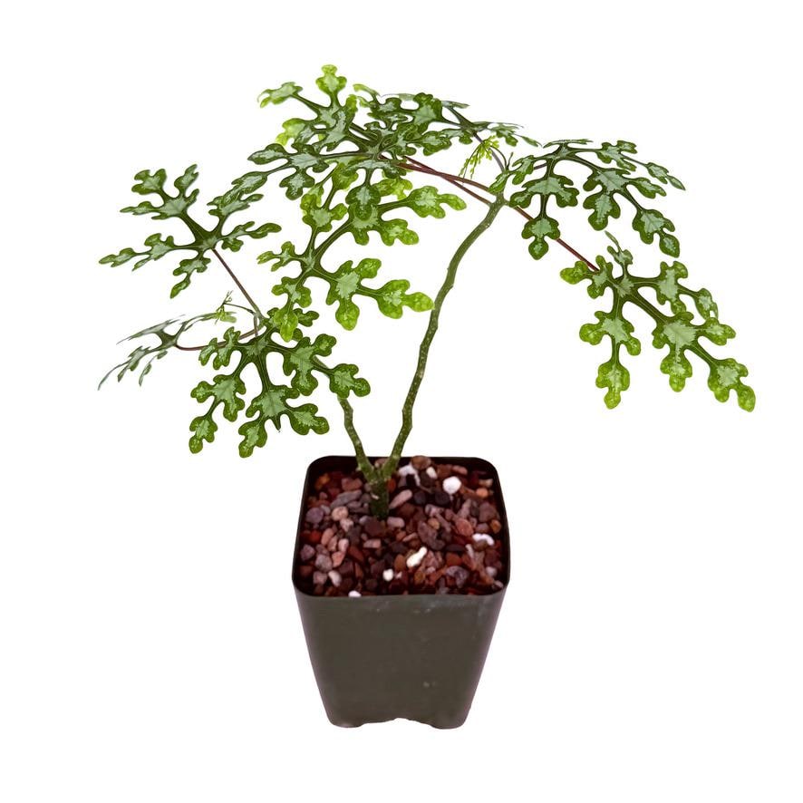 Unusual Caudex Plants - Etsy