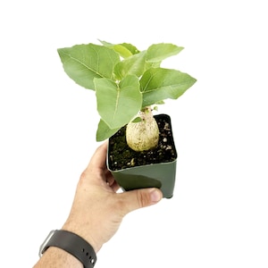 May include: A small potted plant with large, light green leaves. The plant has a bulbous, beige base and is held in a dark green square pot. The plant is held by a person's hand, with a black watch visible on the wrist.