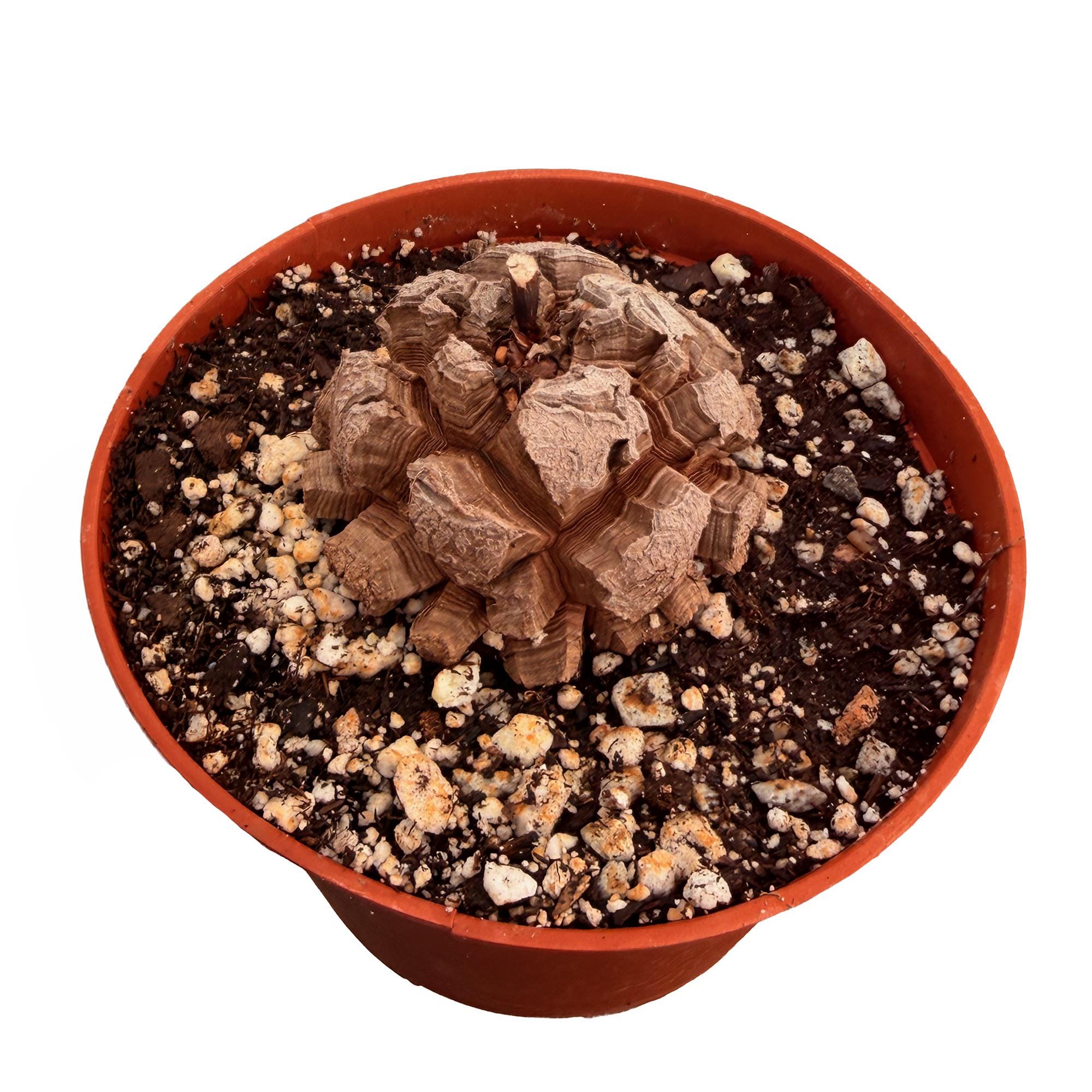 Dioscorea Elephantipes Elephant's Foot Caudex Plant, 4 or 6 Inch