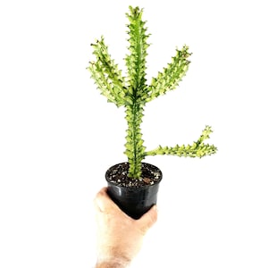 Euphorbia mayurnathanii Variegata | Rare Succulent| Striking Form and Color | Variegated Collector Plant