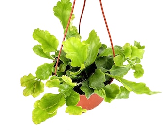 Rhipsalis Crispimarginata Aka. Rhipsalis Oblonga, Rooted Plant Shipped in  2.5" Pot - Etsy