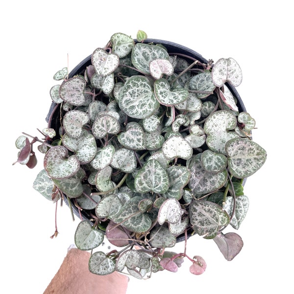 String of Hearts 'Silver Glory' - 6" Pot Ceropegia woodii - Full and Lush Trailing