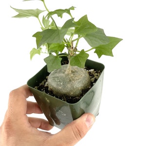 Gerrardanthus macrorhizus Caudex Plant - Bigfoot - Ships from California