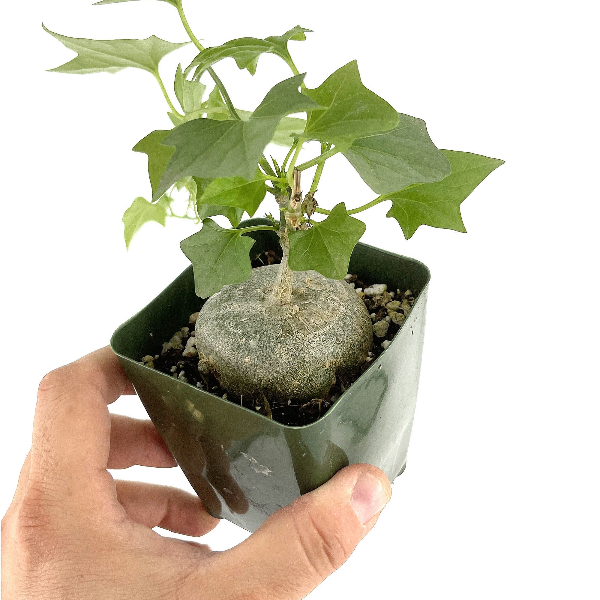 Gerrardanthus Macrorhizus Caudex Plant - Bigfoot - Ships