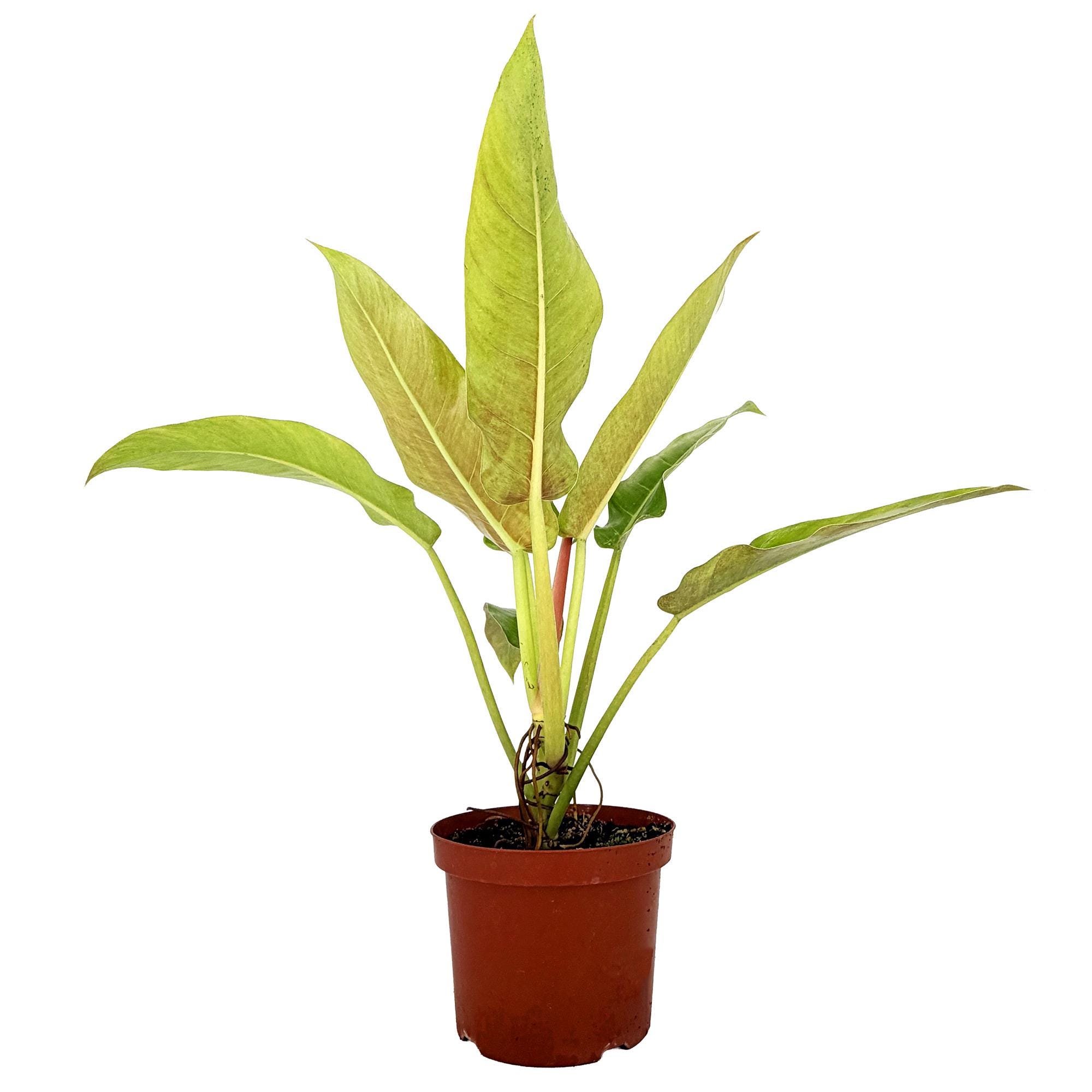Philodendron Ruizii Rare Climbing Tropical Plant  Elongated Foliage Aroid  Enthusiast - Etsy