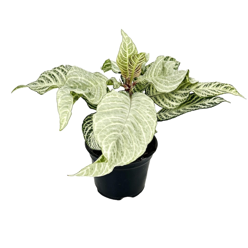 Puede incluir: Una peque&ntilde;a planta en maceta con hojas variegadas blancas y verdes. La planta est&aacute; en una maceta de pl&aacute;stico negra.