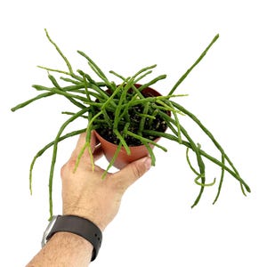 Rhipsalis paradoxa subsp. septentrionalis | Rare Chain Cactus | Trailing Jungle Epiphyte