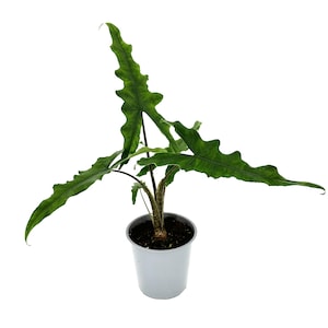 Rare Alocasia &#39;Sabrina&#39; Narrow Form: Velvet Elephant Ear, 5&quot; Live Plant