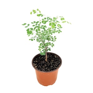 May include: A small potted plant with vibrant green leaves and a slender brown trunk. The plant is in a round, terracotta-colored pot filled with dark soil. The leaves are small and oval-shaped, creating a full, lush appearance. The background is plain white.
