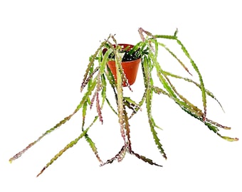 Lepismium cruciforme 'Hurricane Cactus' - Jungle Cactus - Epiphyte - Rhipsalis - 4" Pot and 6"