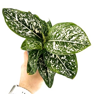 Aglaonema Anyamanee - Etsy
