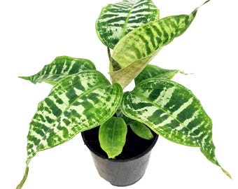 Dracaena Goldieana Zebra Striped Dragon Tree 2" Starter Plant Pot - Etsy