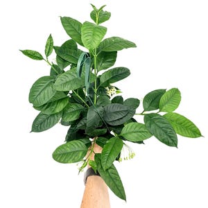 Hoya multiflora Shooting Star -  Rare Blooming Wax Plant Active Buds!!!