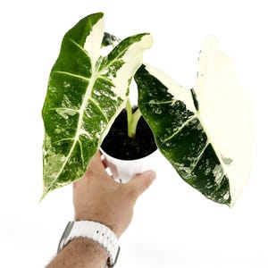 May include: A potted Alocasia plant with large, variegated leaves. The leaves display a striking pattern of deep green and creamy white. The plant is held in a white pot, showcasing the plant's unique foliage against a clean background. A vibrant houseplant.