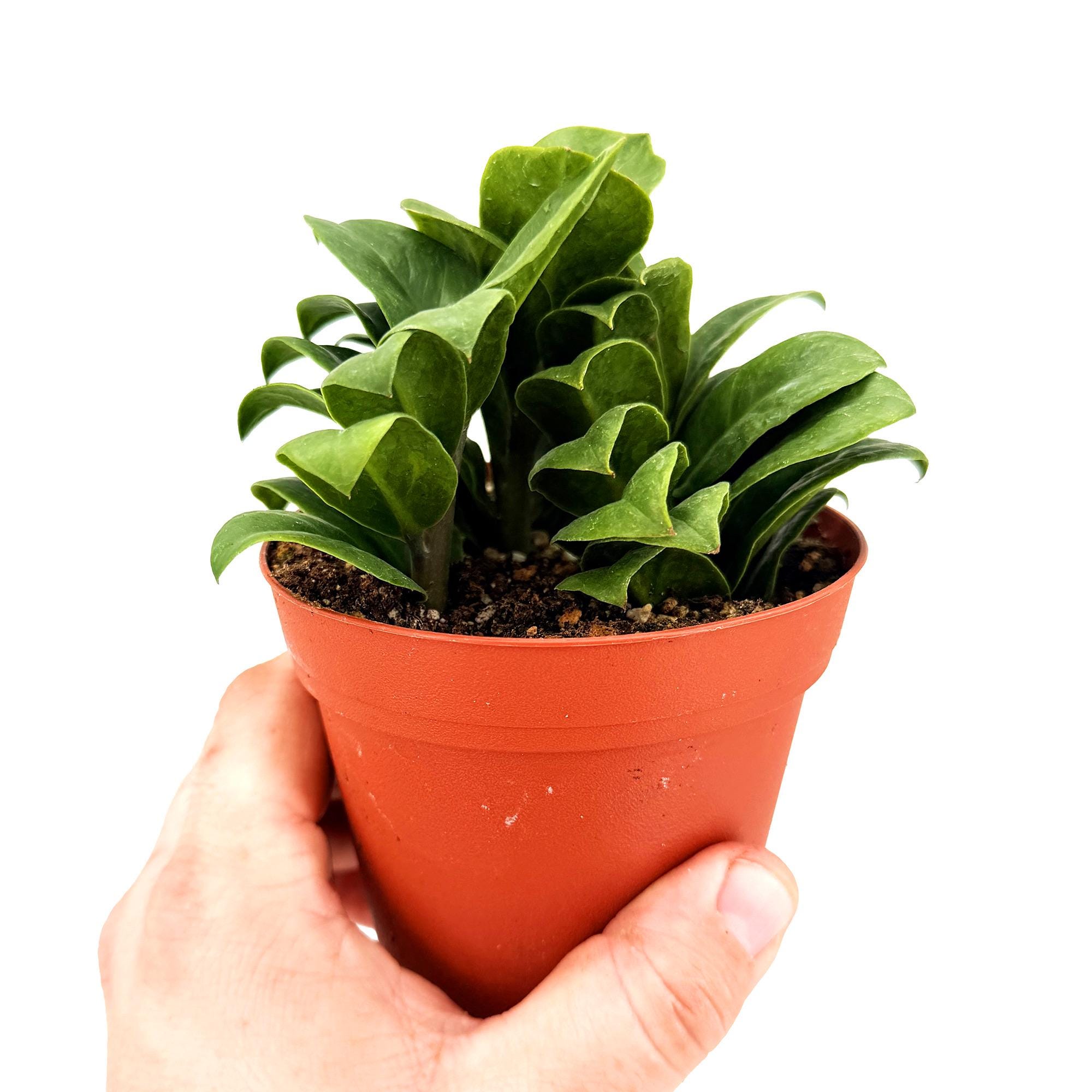 Zenzi ZZ Plant, Live Compact Dwarf Zamioculcas Houseplant - Etsy