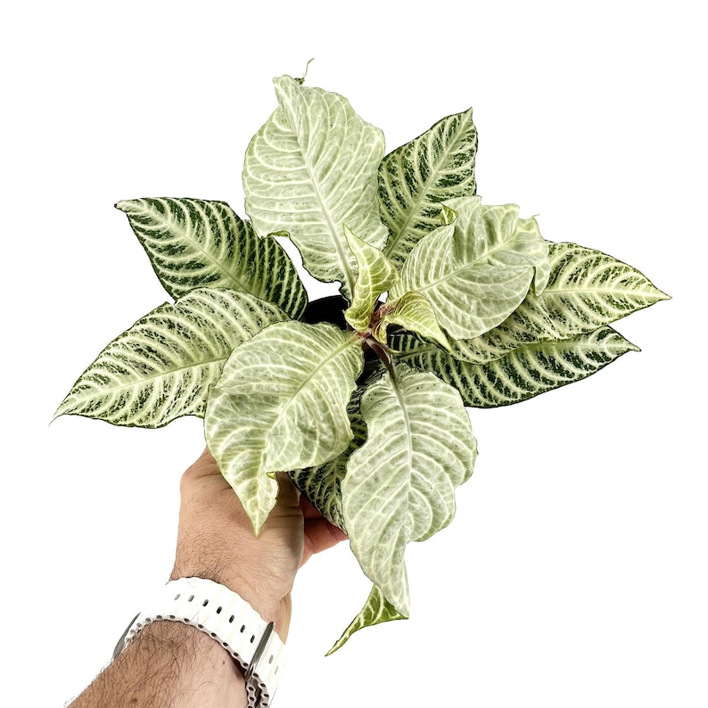 Puede incluir: Una planta de interior con hojas variegadas verdes y blancas. Las hojas tienen un patr&oacute;n rayado y se sostienen en la mano de una persona.