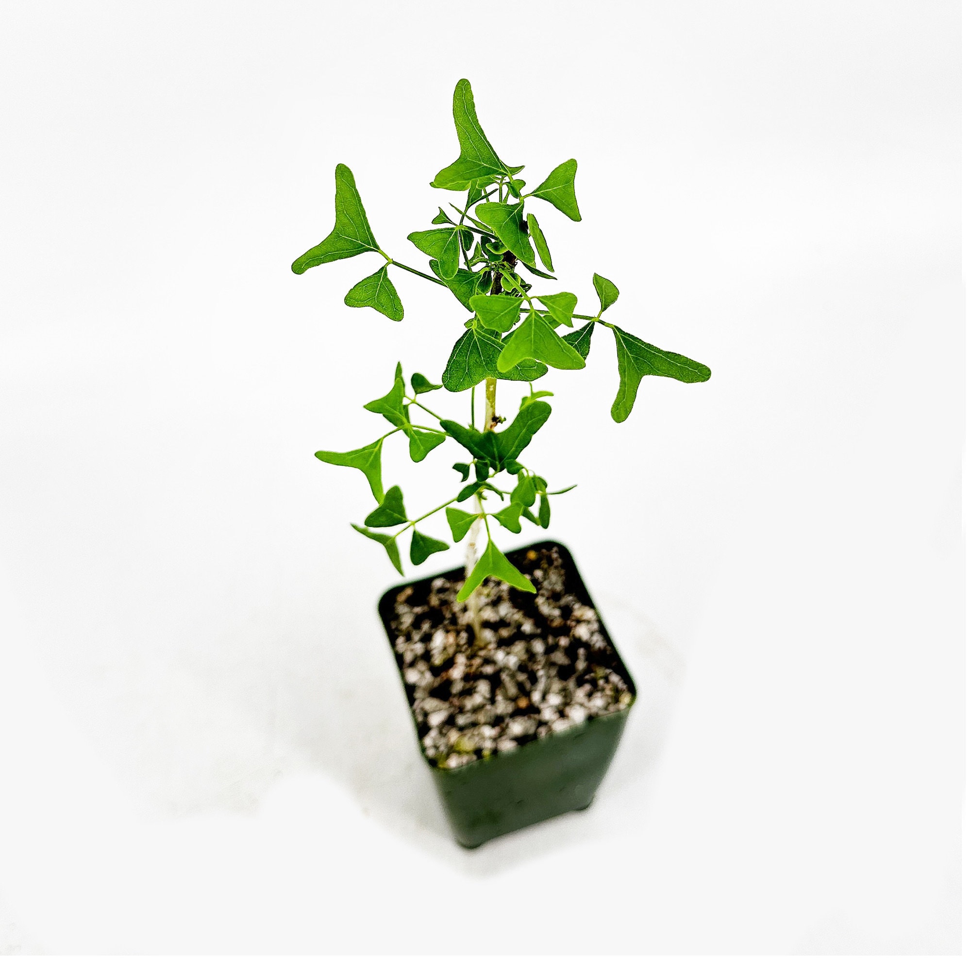 Buy Erythrina Vespertilio - Australian Batwing Coral Tree