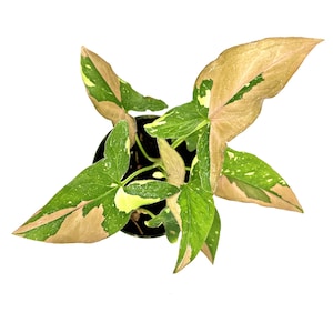 Rare Syngonium Tri Color: Pink Variegated Arrowhead Plant - 4&quot; Pot