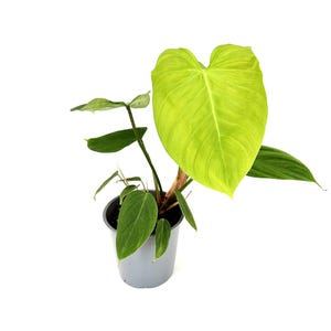 Philodendron Nangaritense: Rare Fuzzy Petiole Velvet-Leaf Aroid - Live Plant