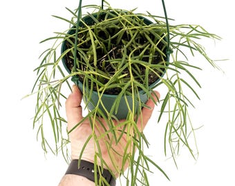 Hoya linearis