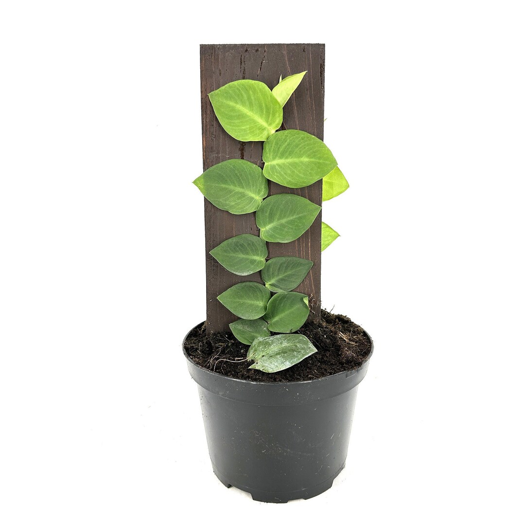 RARE Rhaphidophora Hayi 'shingle Plant' Double Sided 2 Plants per Pot