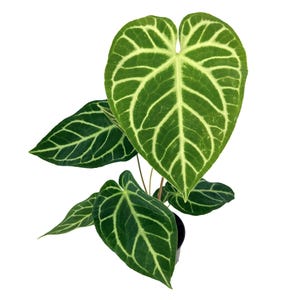 Anthurium Regale | Rare Majestic Velvet Leaf Aroid - Gets Super Giant - 5"  Pot - Etsy