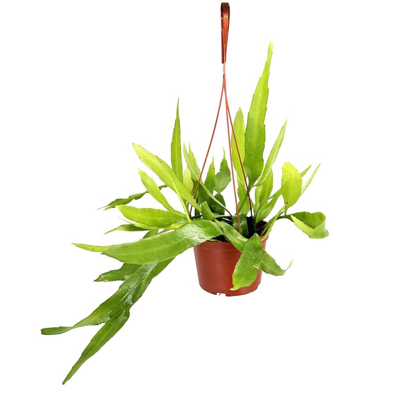 Puede incluir: Una planta colgante en maceta de pl&aacute;stico marr&oacute;n, con hojas largas y verdes brillantes. La planta est&aacute; suspendida por un colgador de alambre marr&oacute;n. Las hojas tienen una forma inusual y alargada, creando un efecto de cascada. El fondo es blanco liso.