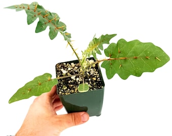 Solanum pyracanthos 'Porcupine Tomato'