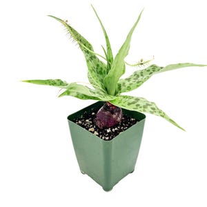 Ledebouria revoluta Succulent: Spotted Foliage, Purple Undersides, Bulb Plant