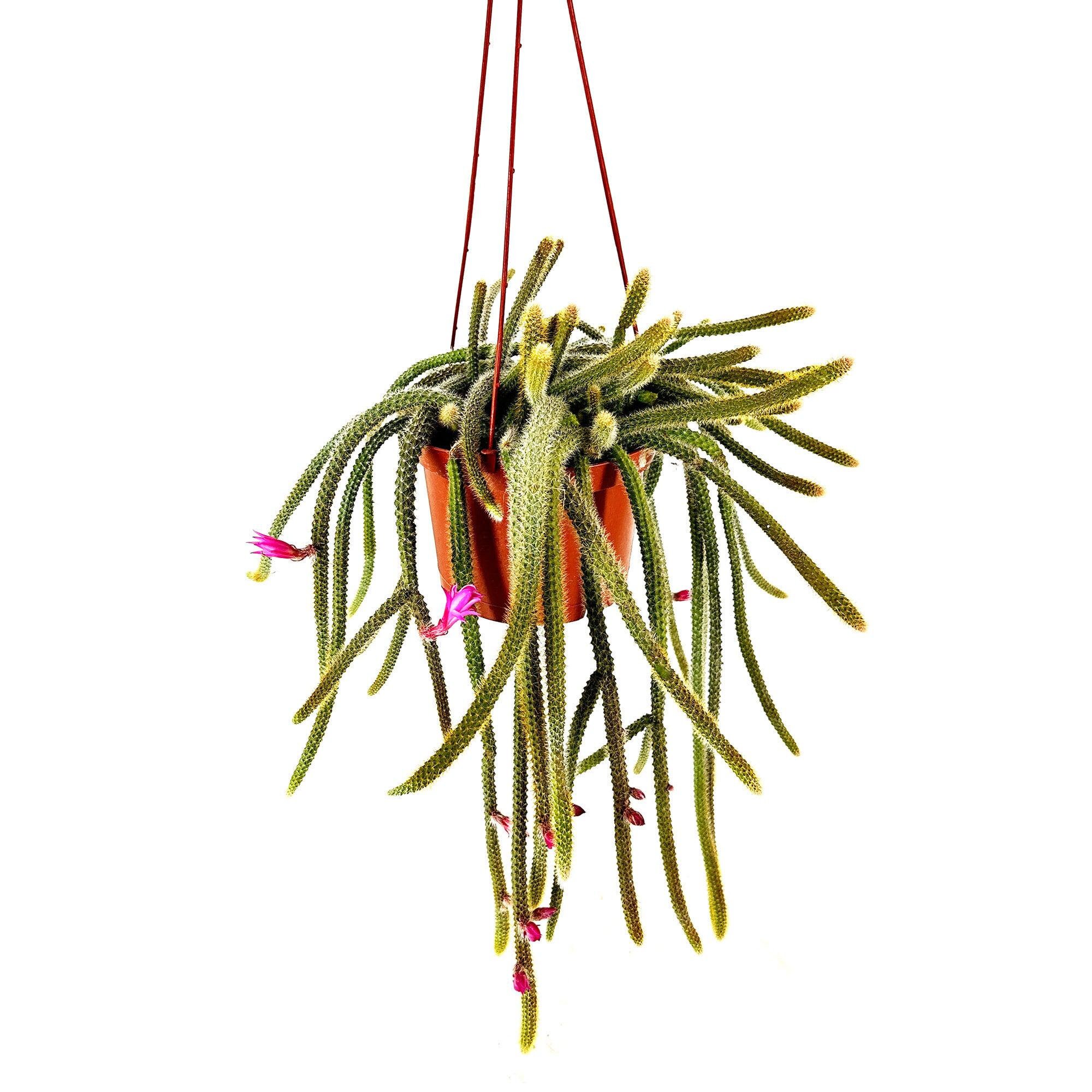 Rat Tail Cactus - Aporocactus flagelliformis – Trailing Cactus with Long, Spiny Stems and Bright Pink Blooms - 6" Hanging Pot