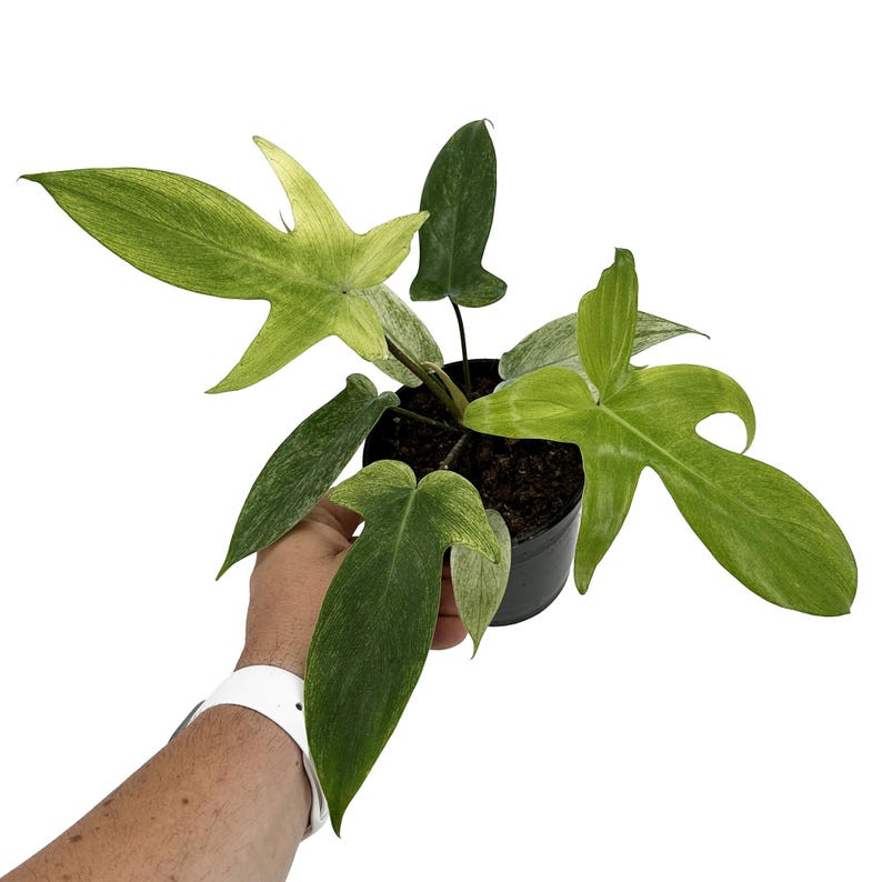 K&ouml;nnte beinhalten: Eine Philodendron Florida Ghost Pflanze in einem schwarzen Kunststofftopf. Die Pflanze hat markant gelappte, pfeilf&ouml;rmige Bl&auml;tter, die von einem hellen, cremigen Limettengr&uuml;n zu einem tieferen, gesprenkelten Waldgr&uuml;n mit sichtbarer Aderung wechseln.