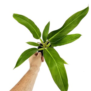 Philodendron Ecuador - Etsy