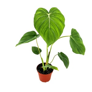 Philodendron McDowell - Gloriosum x Pastazanum - Velvety Leaves - Rare Hybrid Ships from California -  Crawling Creeping Jungle Plant