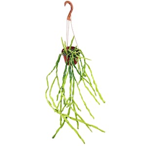 Rhipsalis paradoxa 'Chain Cactus'
