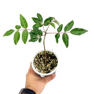 May include: A small potted plant with vibrant green leaves and reddish-brown stems. The plant is in a white pot filled with soil and small pebbles. The plant is held against a white background.
