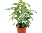 Dracaena Goldieana Rare Zebra Plant Tropical Indoor Houseplant - Etsy