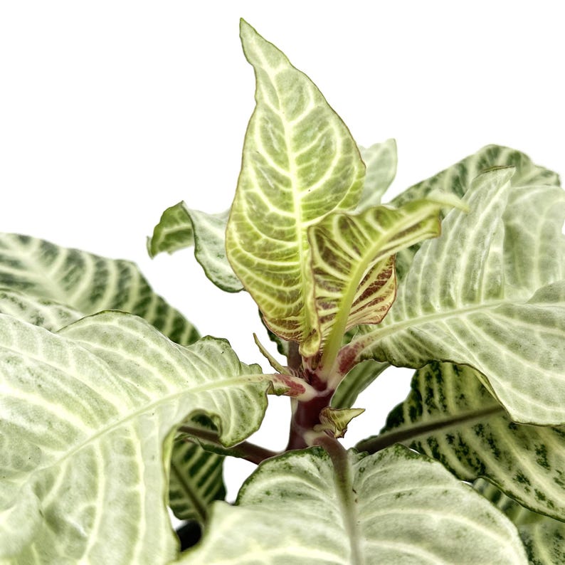 Puede incluir: Primer plano de una planta de interior con hojas variegadas. Las hojas son verdes y blancas con un patr&oacute;n rayado. La planta tiene un tallo marr&oacute;n rojizo.