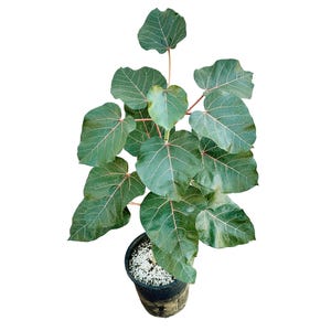 Ficus abutilifolia - Rare Large-Leaved Seed Grown Rock Fig - African Rock Fig - Red Veins 4&quot; and 6&quot; and 10&quot; Pot
