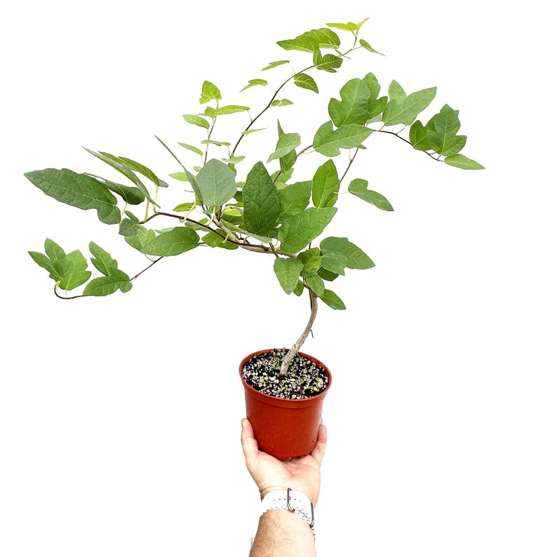 Ficus Ruth Bancroft Live Plant in a 6 Pot Ships From California Rare