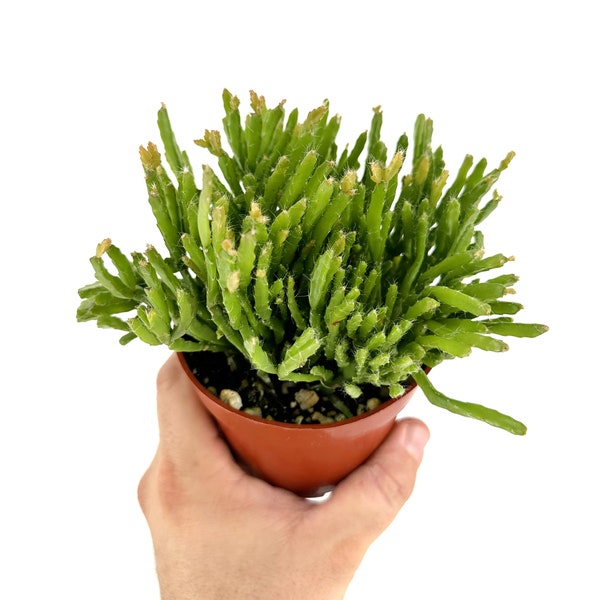 Rhipsalis ewaldiana - Rare Jungle Cactus - 4" Pot - Epiphyte -  Easy Care Cactus - Nonetoxic