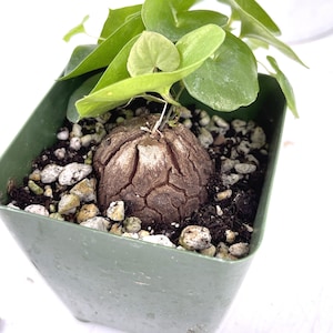 May include: A small green pot with a brown, textured, round plant. The plant has green leaves and is growing out of the top of the round plant.