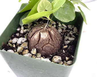 Dioscorea elephantipes Caudex Plant - Elephant's Foot - 4"/6" Pot