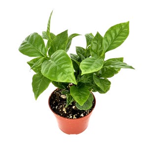 Live Coffea Arabica Plant: Coffee Bean Tree, 4&quot; Pot